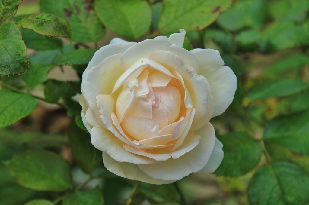 Foto: Parque de Isabel la Católica - Gijón (Asturias), España