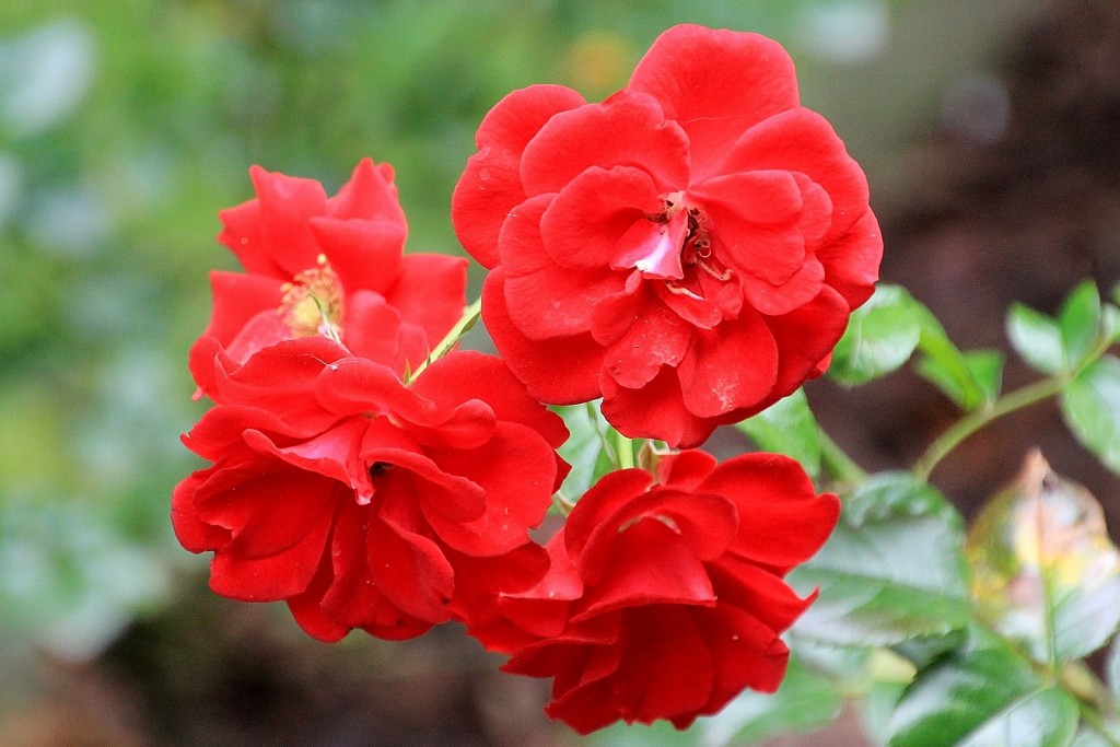 Foto: Parque de Isabel la Católica - Gijón (Asturias), España