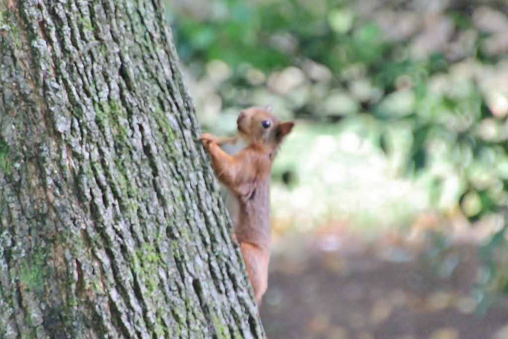 Foto: Parque de Isabel la Católica - Gijón (Asturias), España