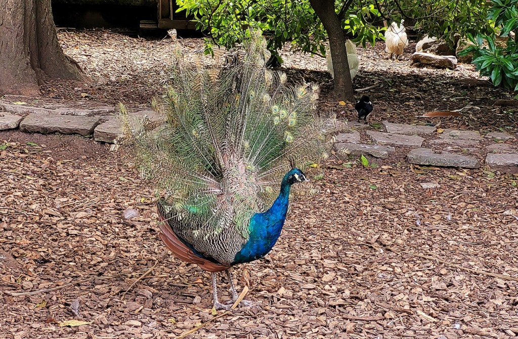Foto: Parque de Isabel la Católica - Gijón (Asturias), España