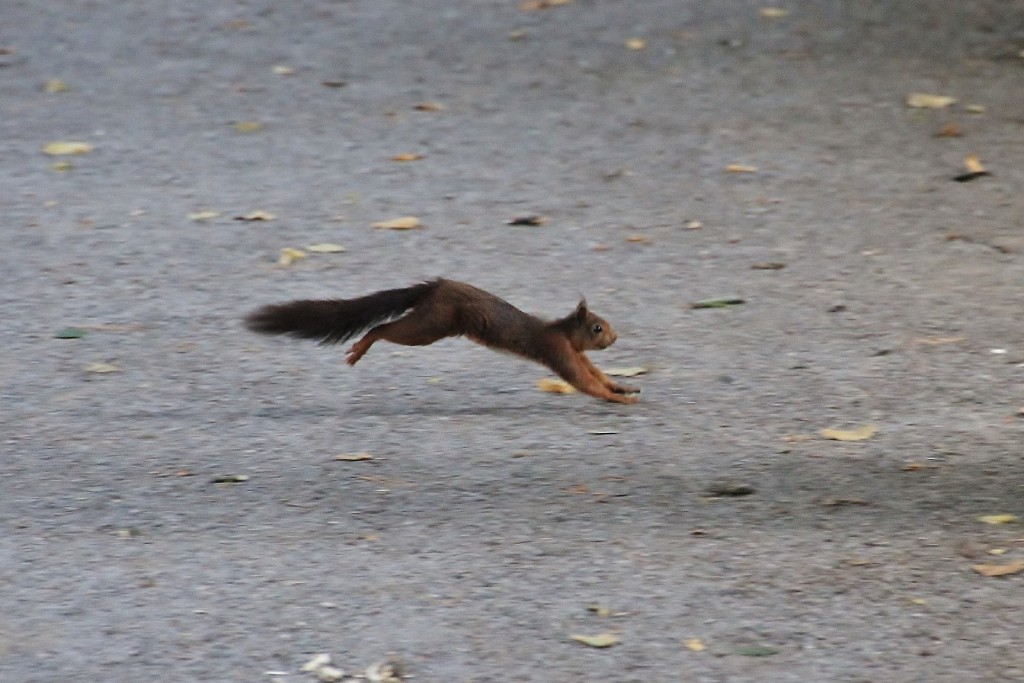 Foto: Parque de Isabel la Católica - Gijón (Asturias), España