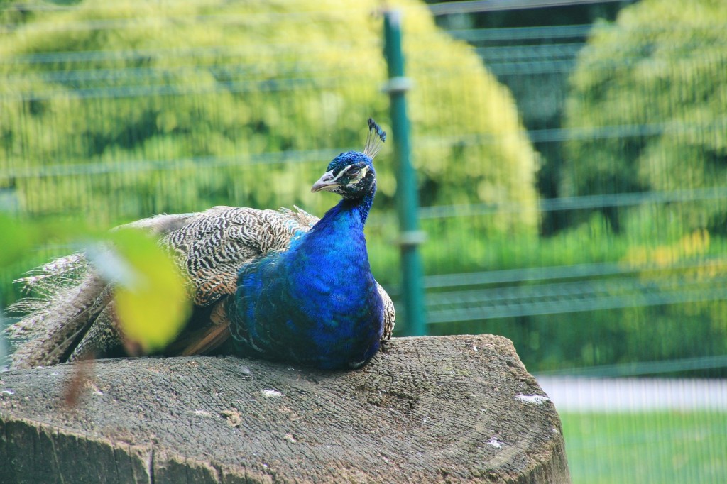 Foto: Parque de Isabel la Católica - Gijón (Asturias), España