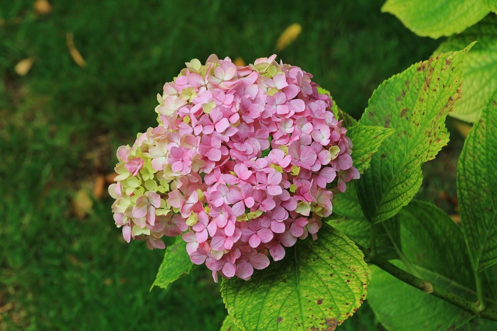 Foto: Parque de Isabel la Católica - Gijón (Asturias), España