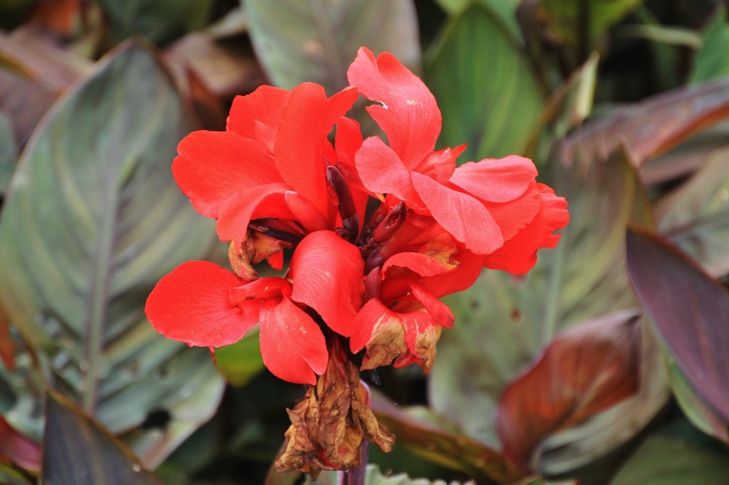 Foto: Parque de Isabel la Católica - Gijón (Asturias), España