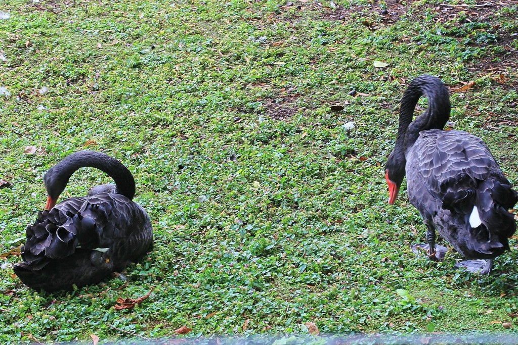 Foto: Parque de Isabel la Católica - Gijón (Asturias), España