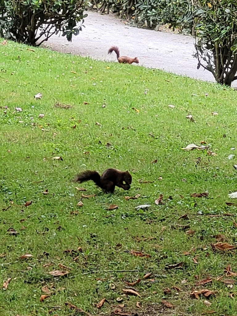 Foto: Parque de Isabel la Católica - Gijón (Asturias), España