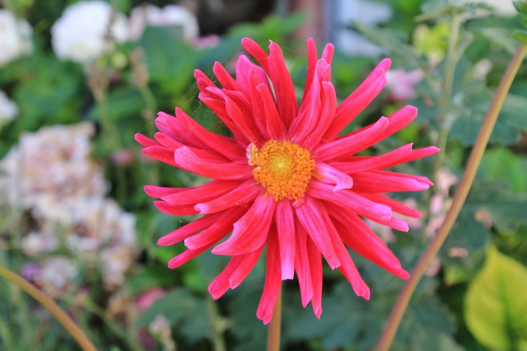 Foto: Un poco de color - Tazones (Asturias), España