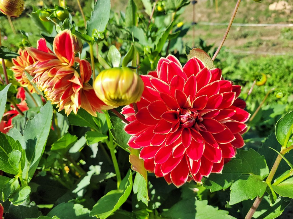 Foto: Plantación de Dalias - Capolat (Barcelona), España