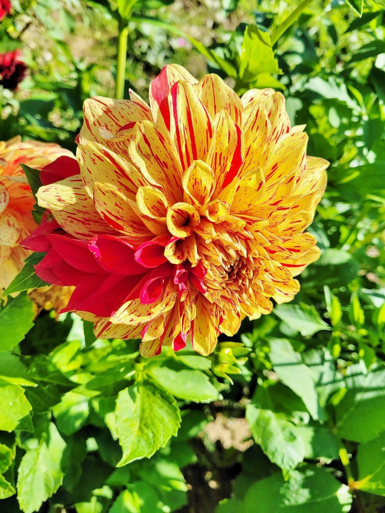 Foto: Plantación de Dalias - Capolat (Barcelona), España