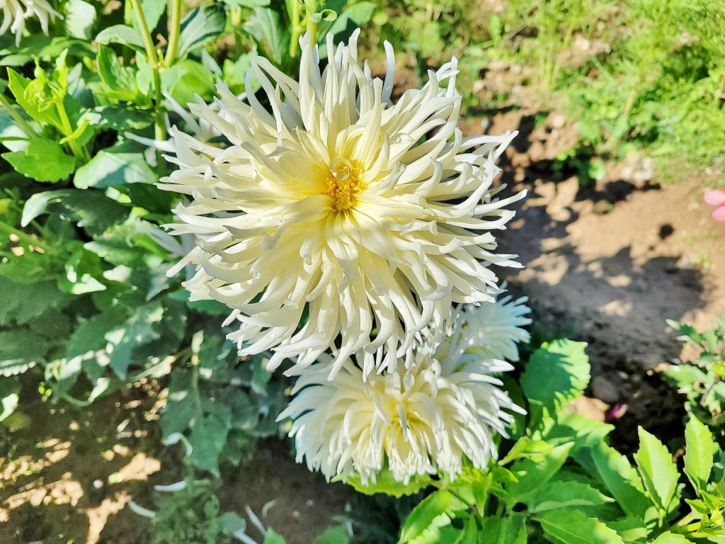 Foto: Plantación de Dalias - Capolat (Barcelona), España