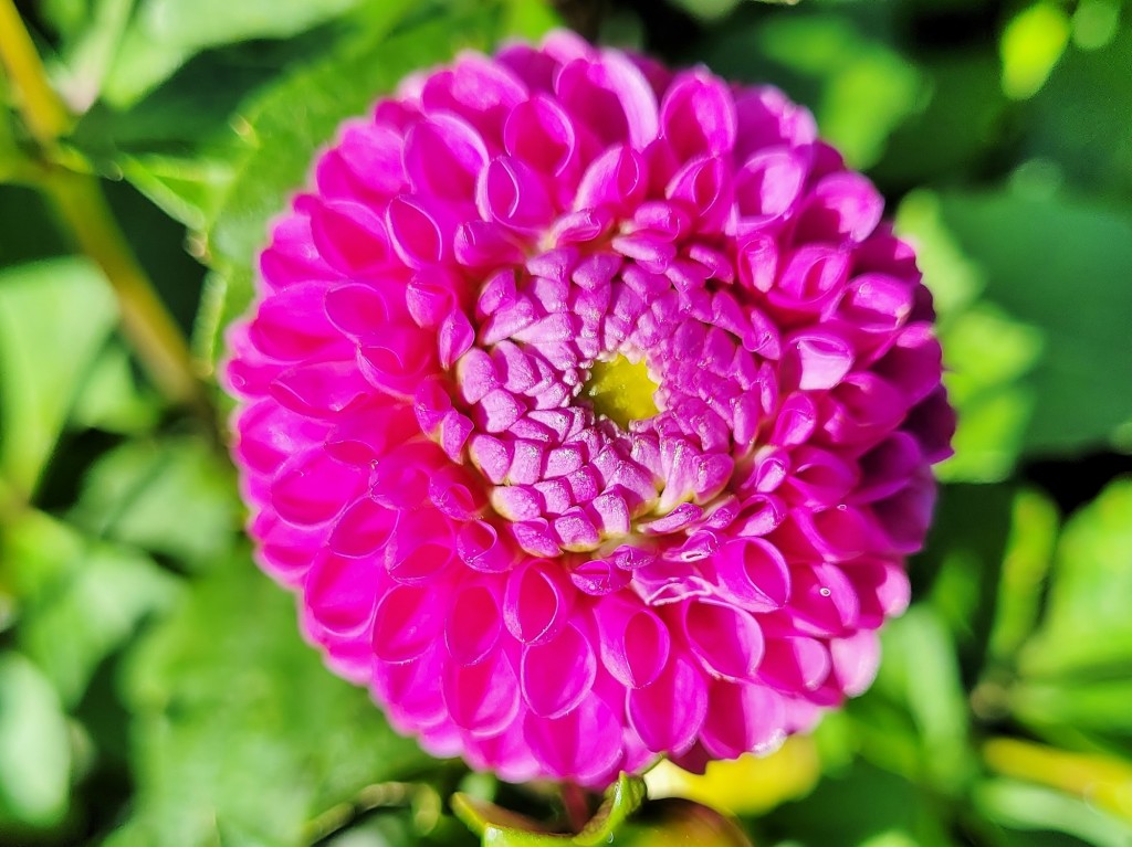 Foto: Plantación de Dalias - Capolat (Barcelona), España