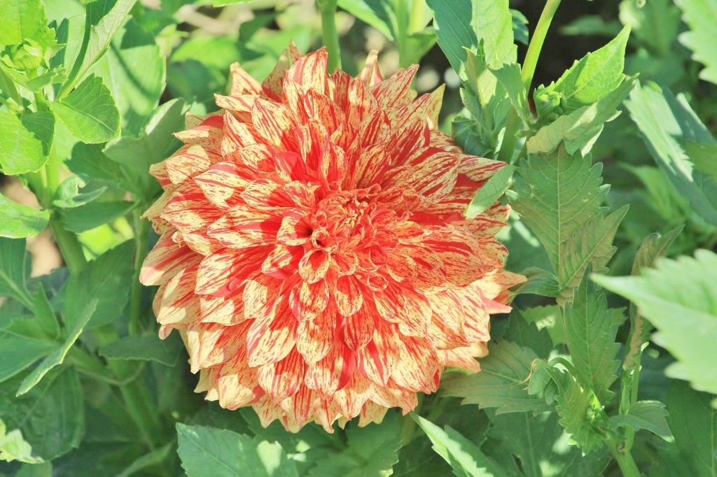 Foto: Plantación de Dalias - Capolat (Barcelona), España