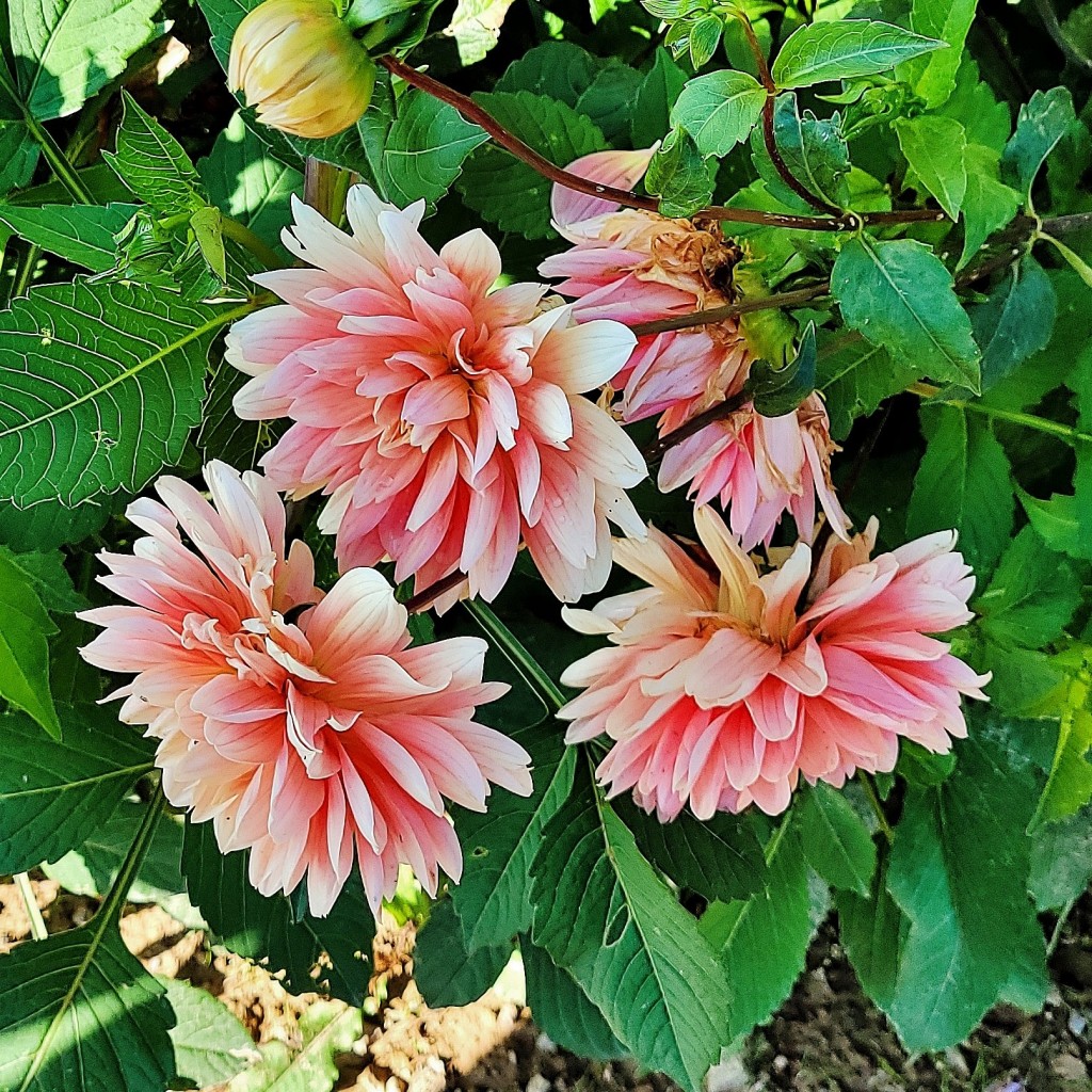 Foto: Plantación de Dalias - Capolat (Barcelona), España