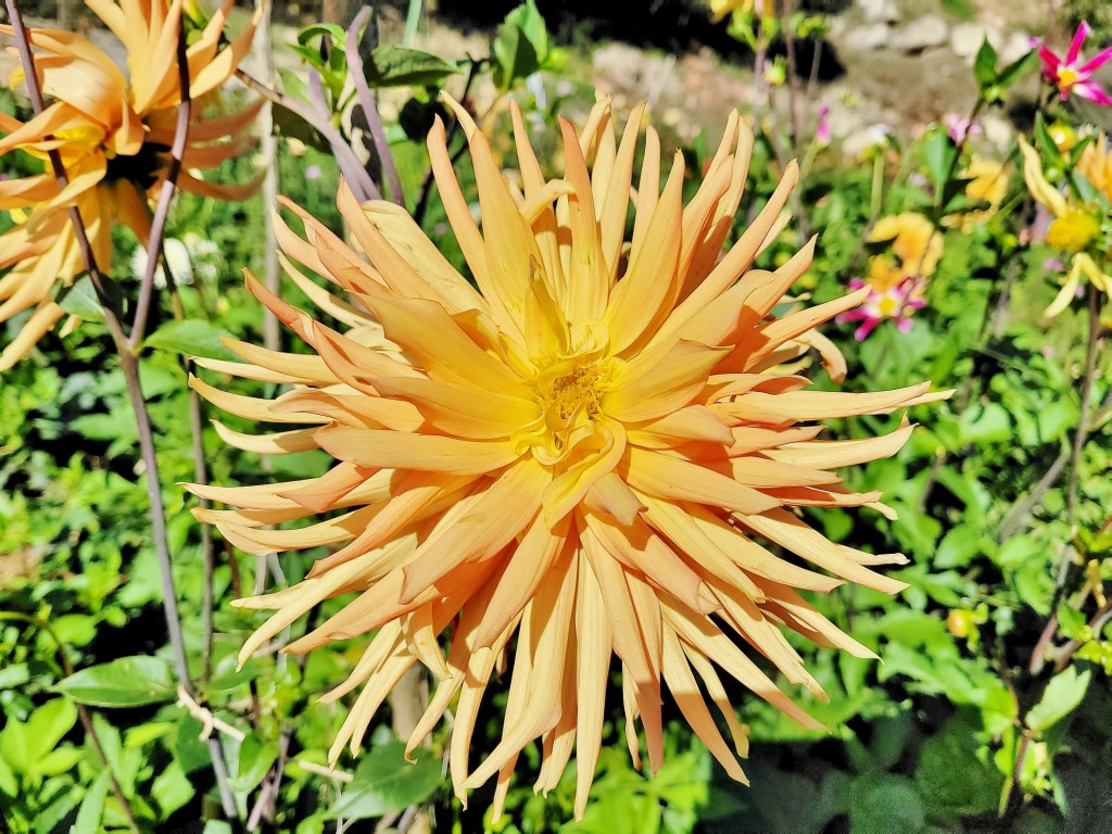 Foto: Plantación de Dalias - Capolat (Barcelona), España
