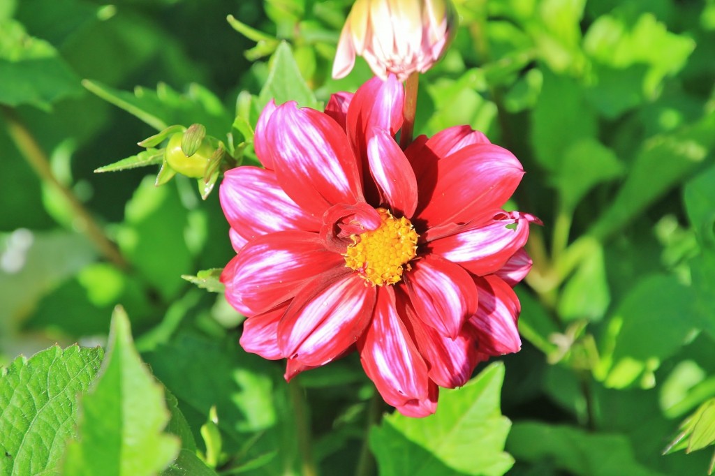 Foto: Plantación de Dalias - Capolat (Barcelona), España