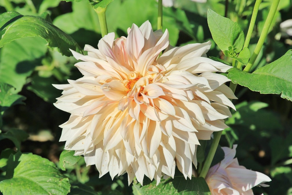 Foto: Plantación de Dalias - Capolat (Barcelona), España
