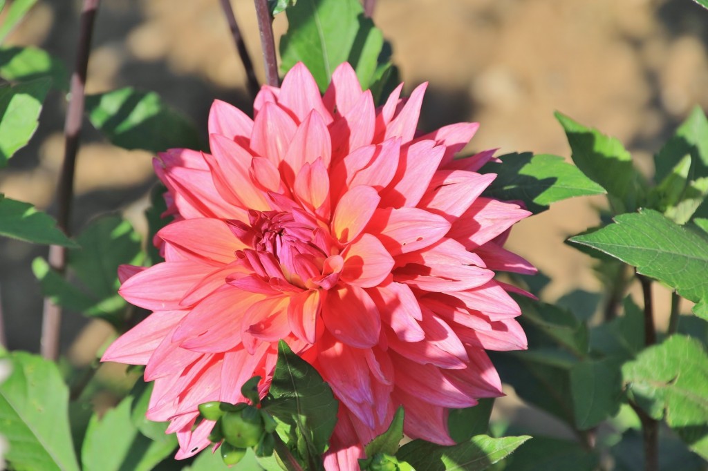 Foto: Plantación de Dalias - Capolat (Barcelona), España