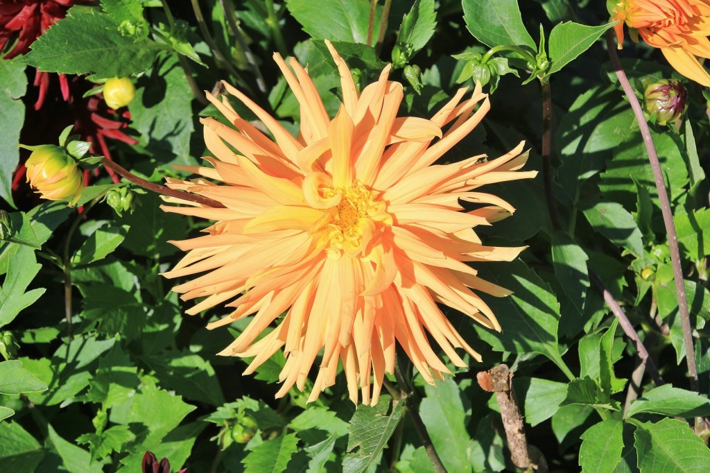 Foto: Plantación de Dalias - Capolat (Barcelona), España