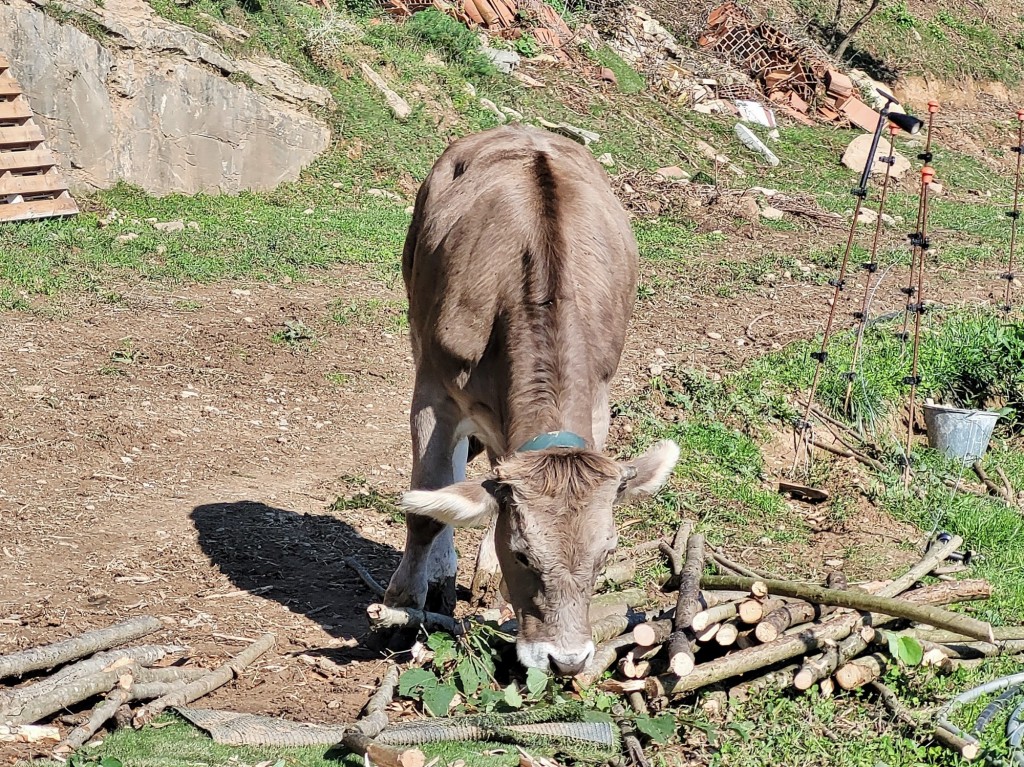 Foto: Vaquita - Capolat (Barcelona), España