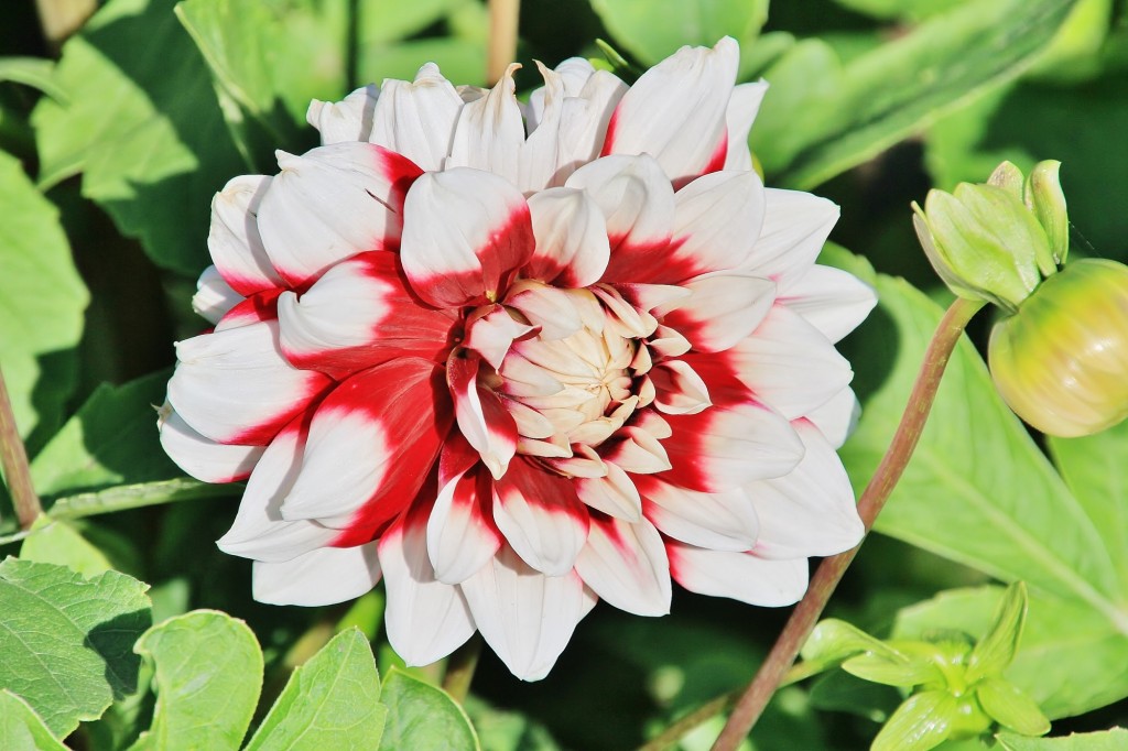 Foto: Plantación de Dalias - Capolat (Barcelona), España