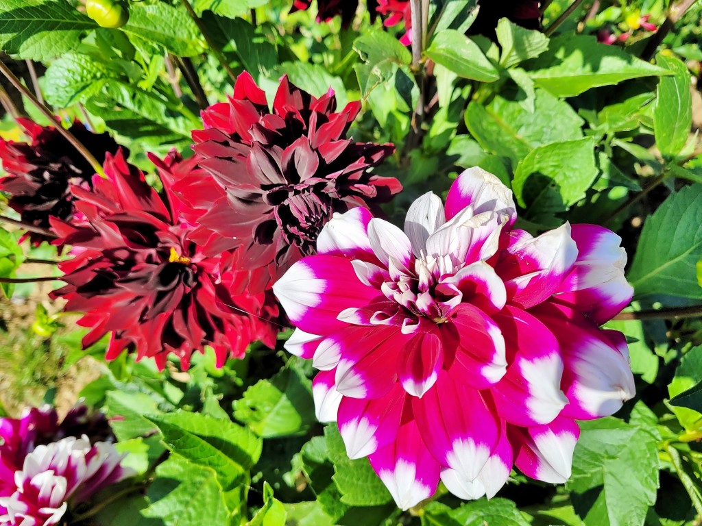 Foto: Plantación de Dalias - Capolat (Barcelona), España