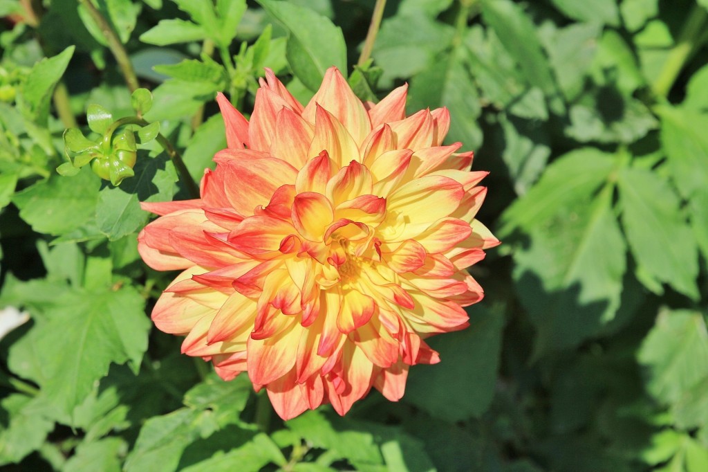 Foto: Plantación de Dalias - Capolat (Barcelona), España