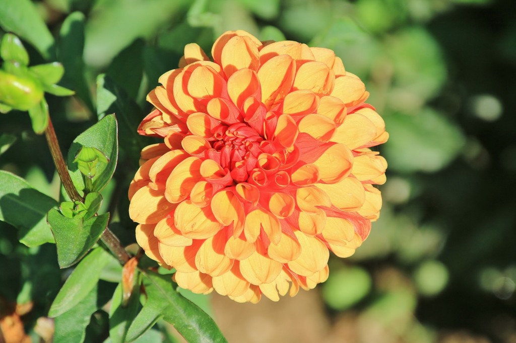 Foto: Plantación de Dalias - Capolat (Barcelona), España