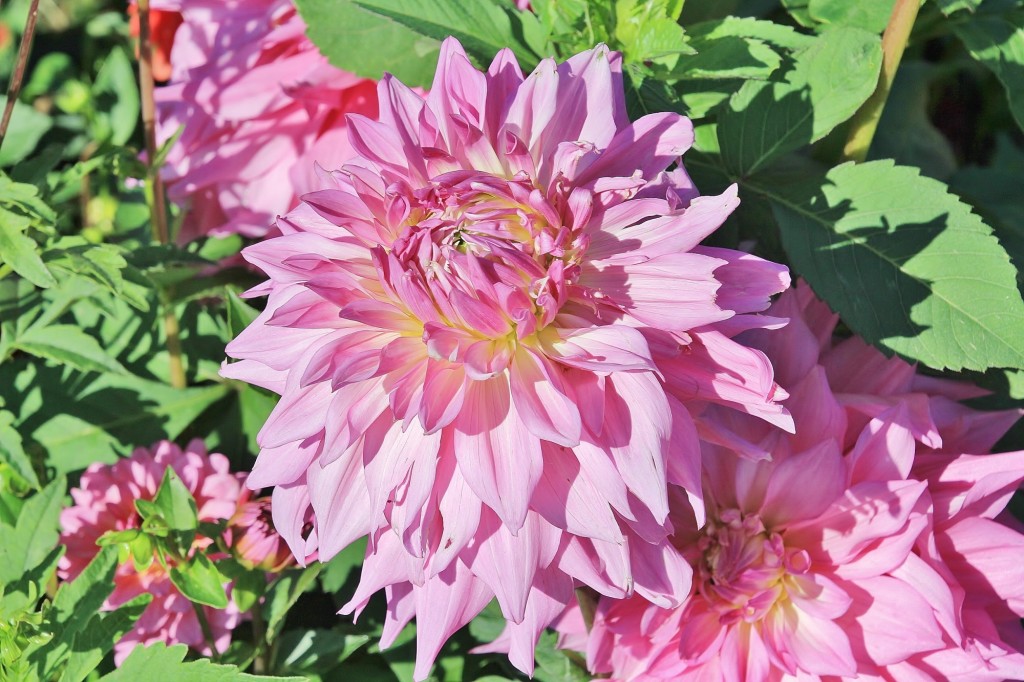 Foto: Plantación de Dalias - Capolat (Barcelona), España