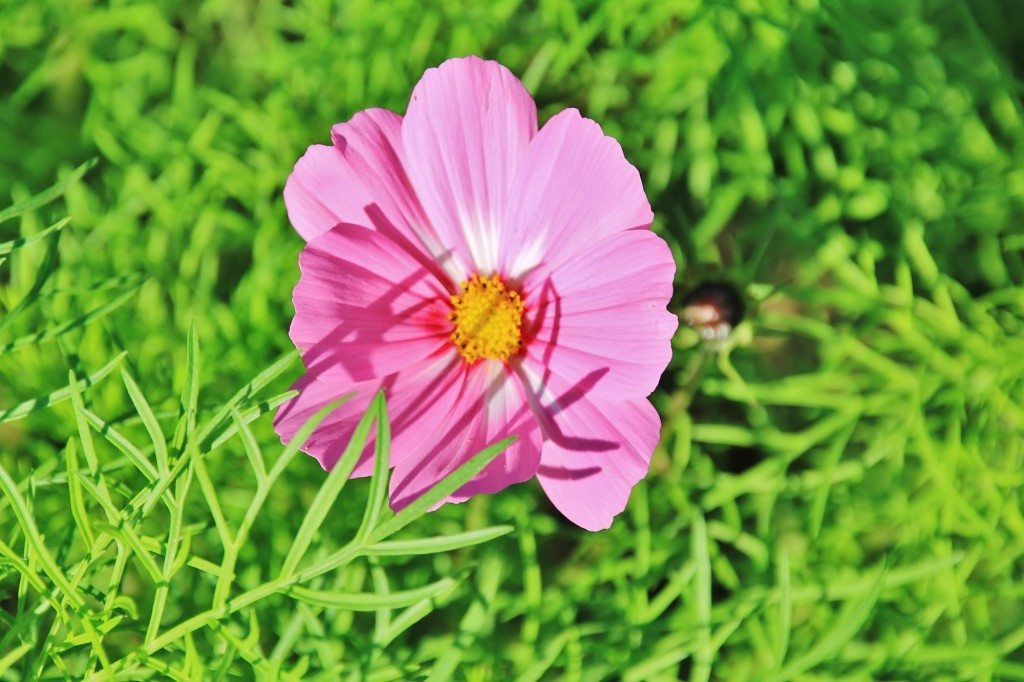 Foto: Plantación de Dalias - Capolat (Barcelona), España
