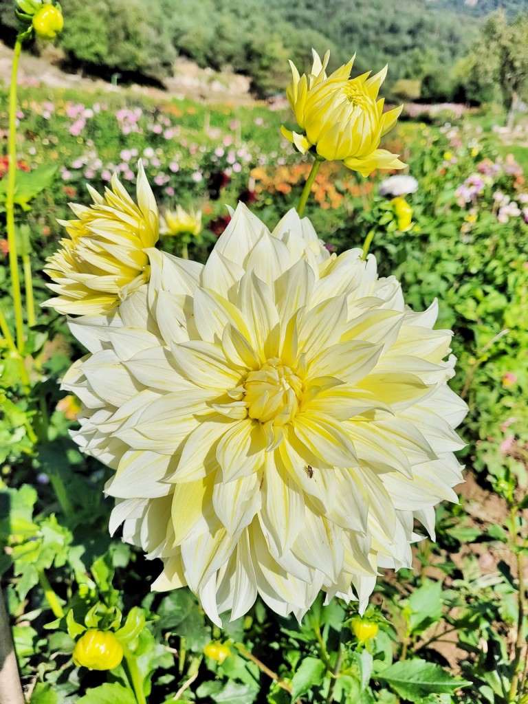Foto: Plantación de Dalias - Capolat (Barcelona), España