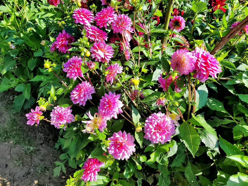 Foto: Plantación de Dalias - Capolat (Barcelona), España