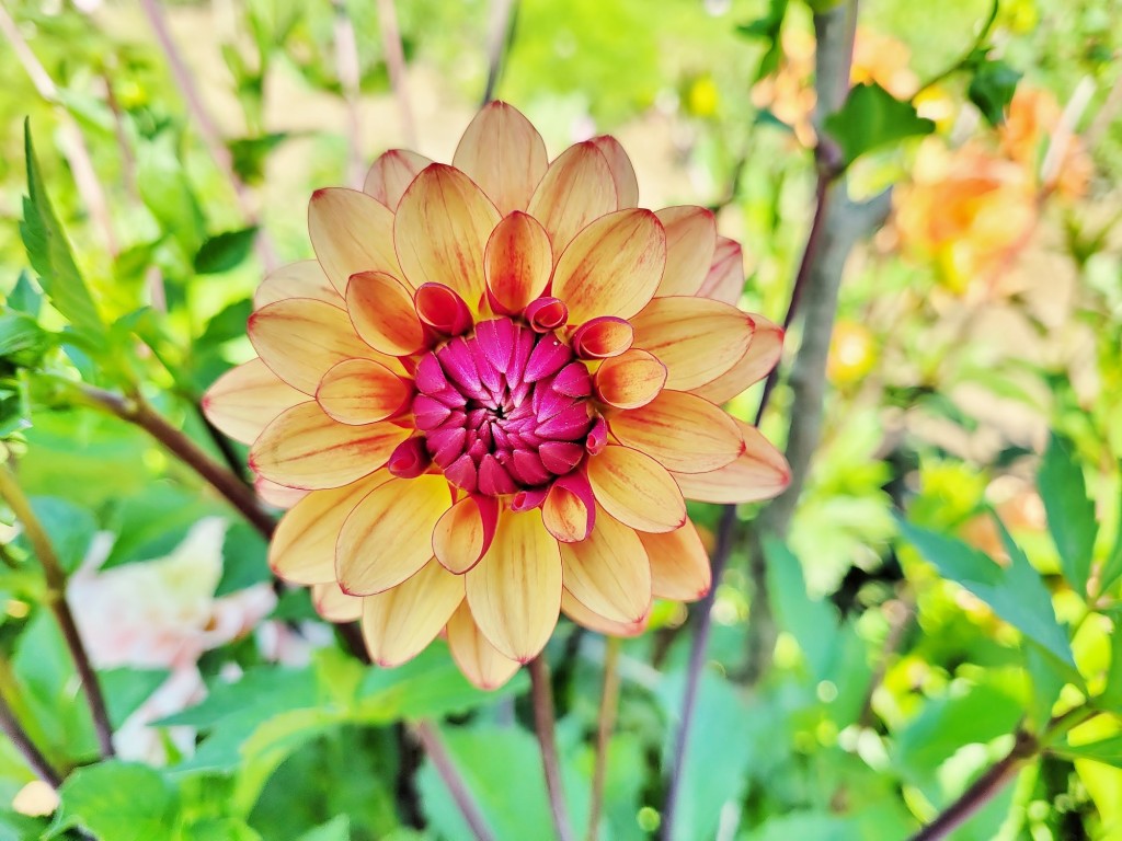 Foto: Plantación de Dalias - Capolat (Barcelona), España