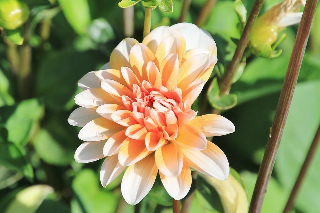 Foto: Plantación de Dalias - Capolat (Barcelona), España
