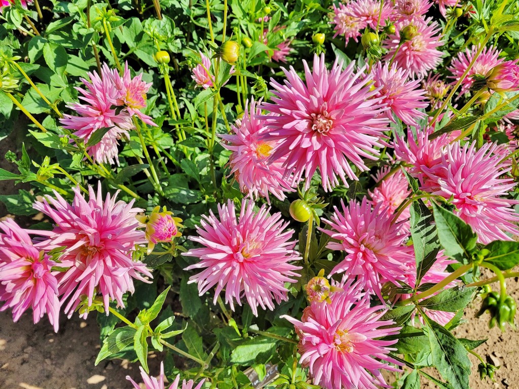 Foto: Plantación de Dalias - Capolat (Barcelona), España