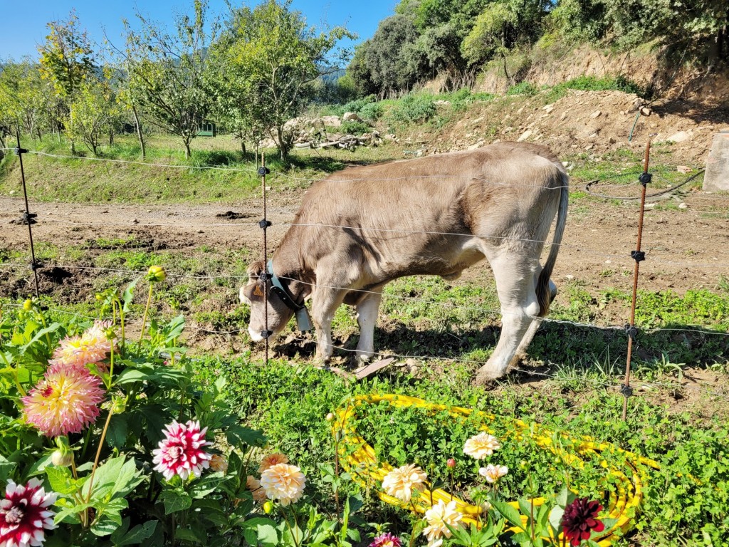 Foto: Vaquita - Capolat (Barcelona), España
