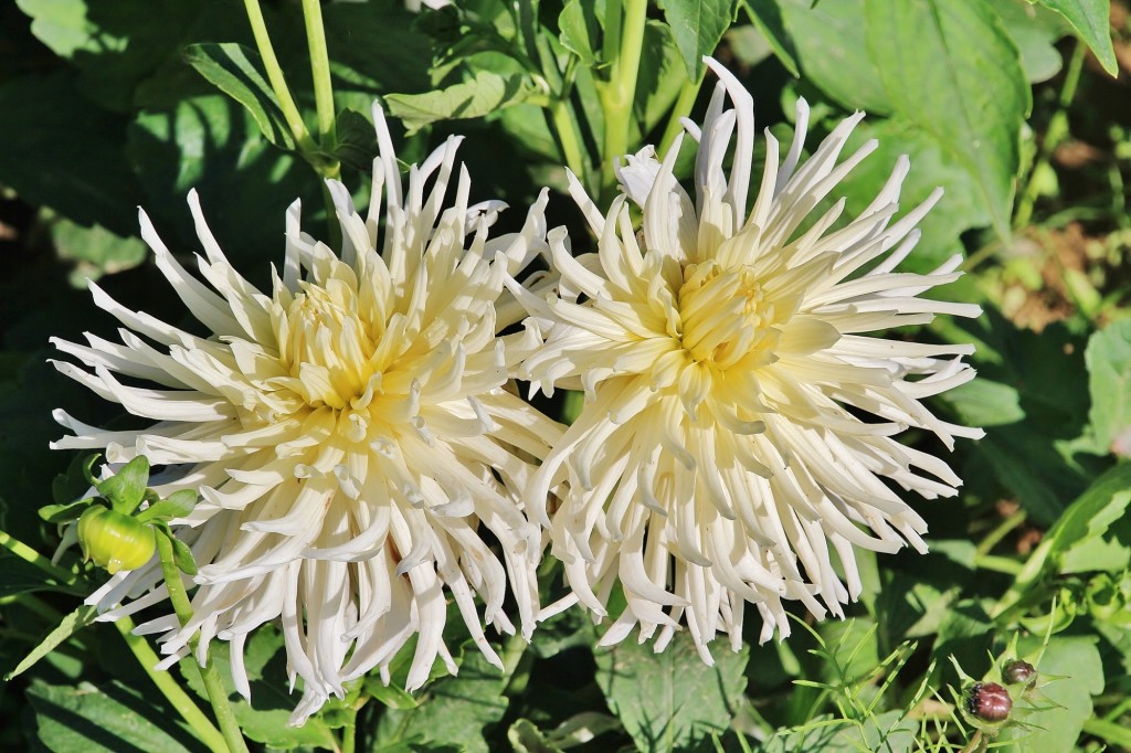 Foto: Plantación de Dalias - Capolat (Barcelona), España