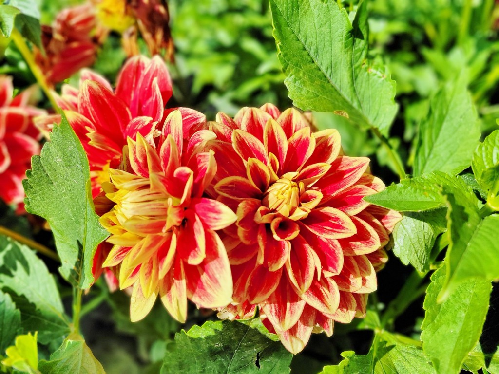 Foto: Plantación de Dalias - Capolat (Barcelona), España