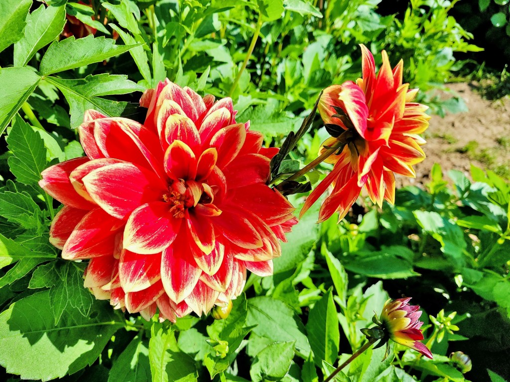 Foto: Plantación de Dalias - Capolat (Barcelona), España