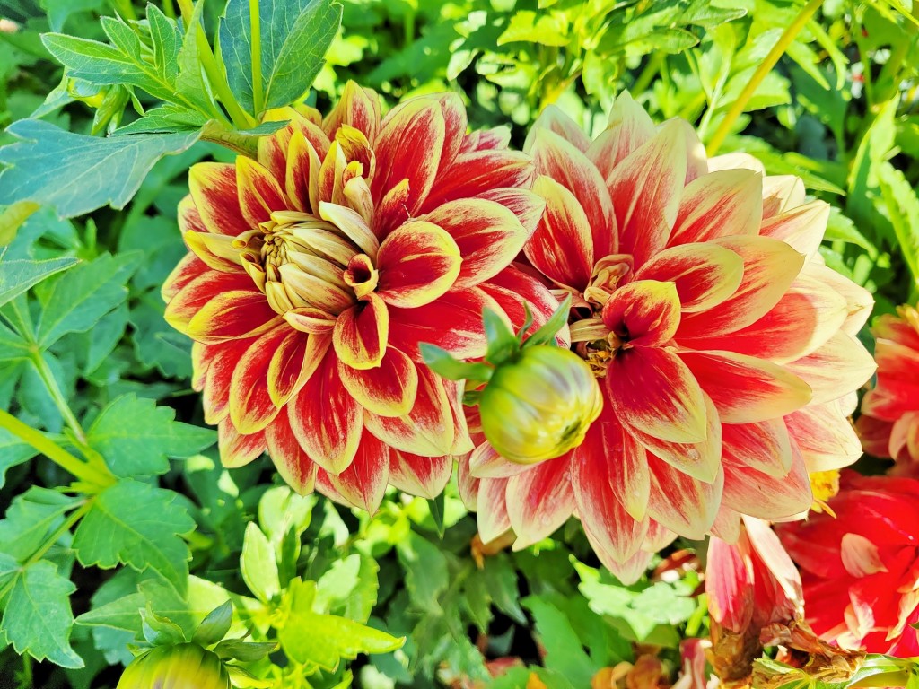 Foto: Plantación de Dalias - Capolat (Barcelona), España