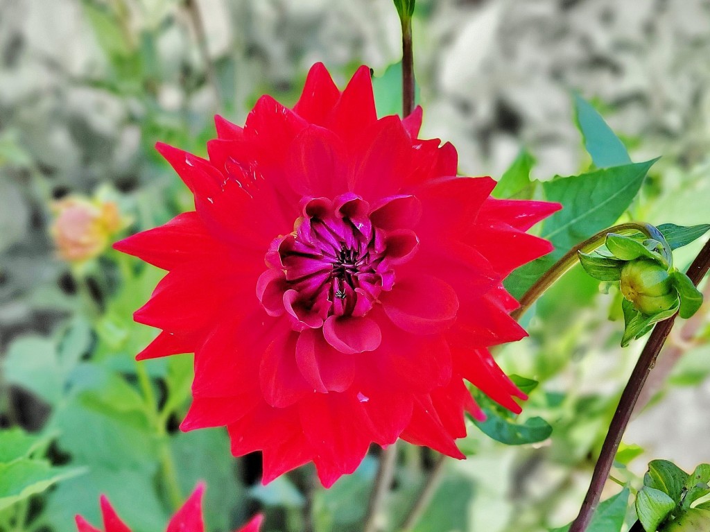 Foto: Plantación de Dalias - Capolat (Barcelona), España