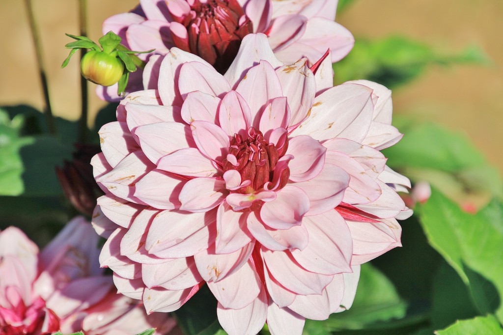 Foto: Plantación de Dalias - Capolat (Barcelona), España