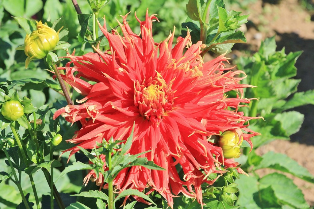 Foto: Plantación de Dalias - Capolat (Barcelona), España