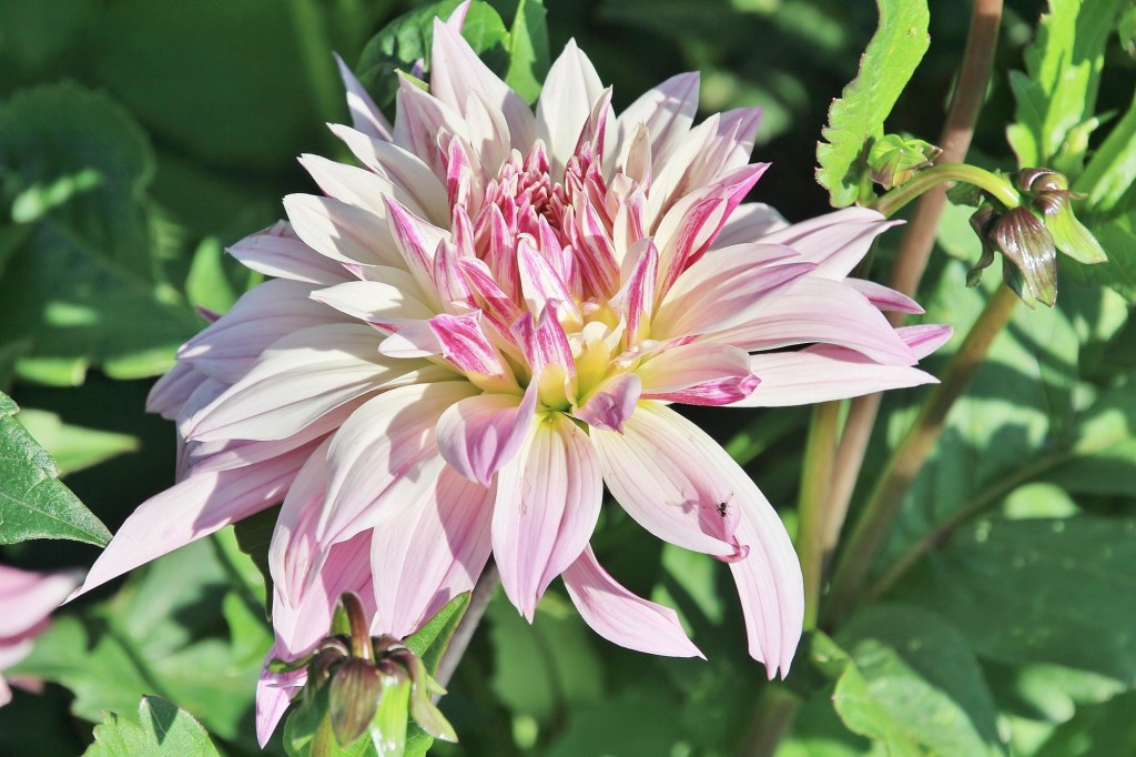 Foto: Plantación de Dalias - Capolat (Barcelona), España