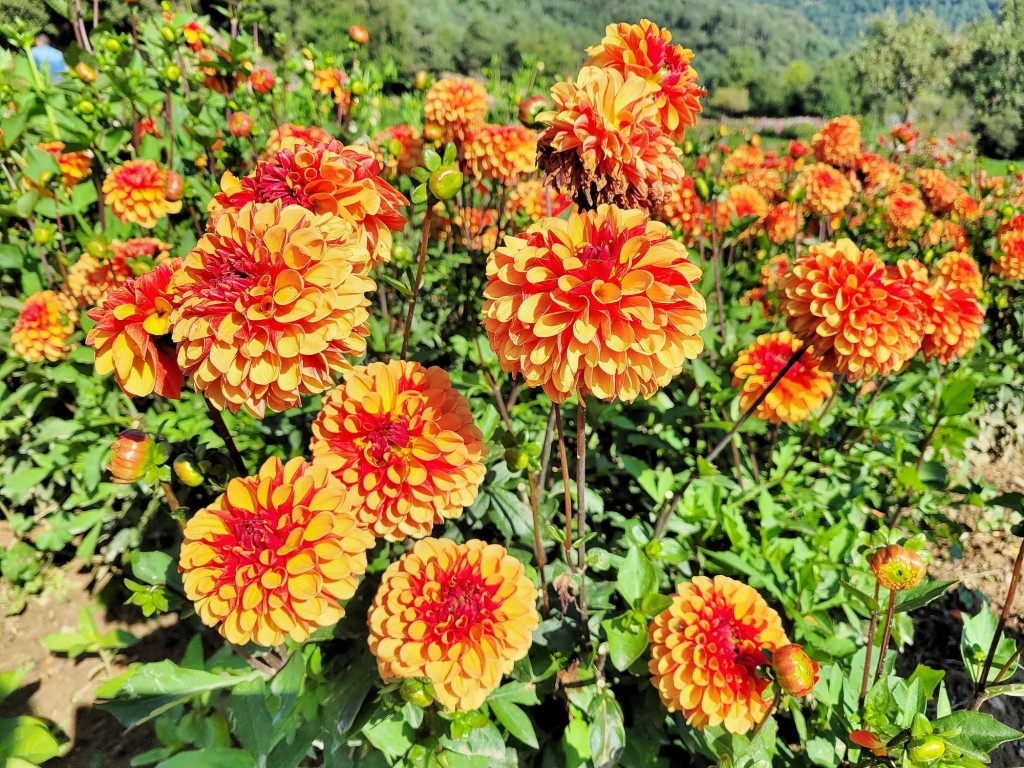 Foto: Plantación de Dalias - Capolat (Barcelona), España