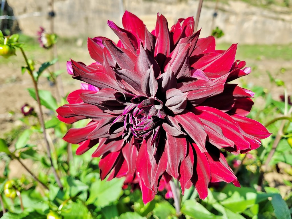 Foto: Plantación de Dalias - Capolat (Barcelona), España