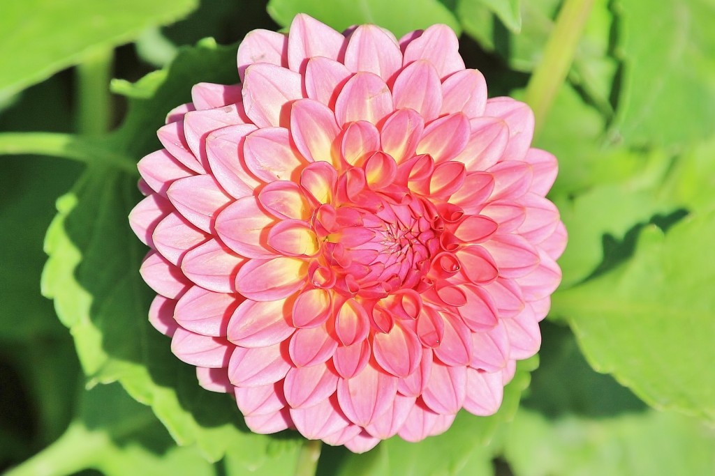 Foto: Plantación de Dalias - Capolat (Barcelona), España