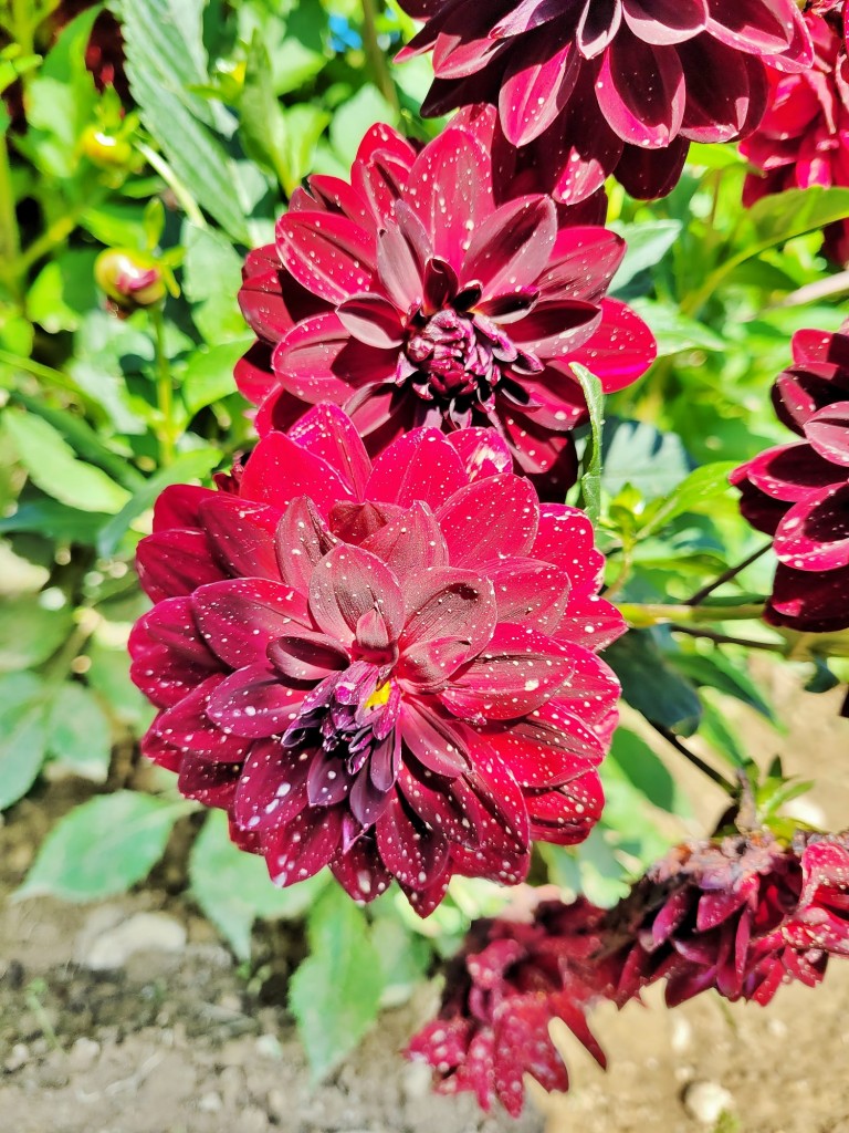 Foto: Plantación de Dalias - Capolat (Barcelona), España