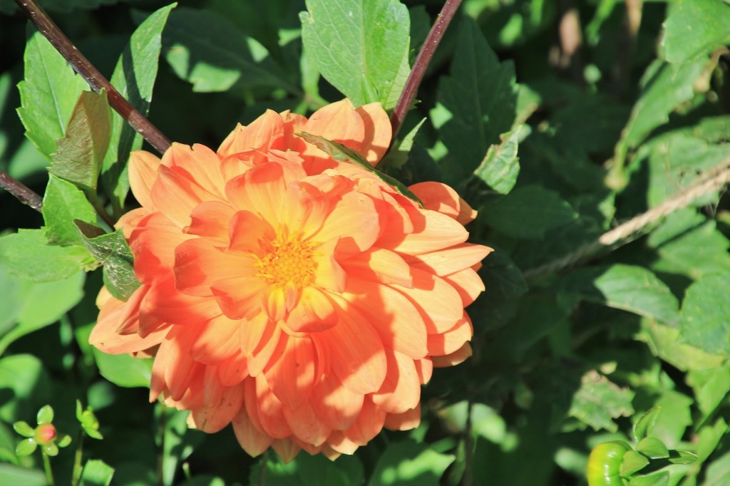 Foto: Plantación de Dalias - Capolat (Barcelona), España