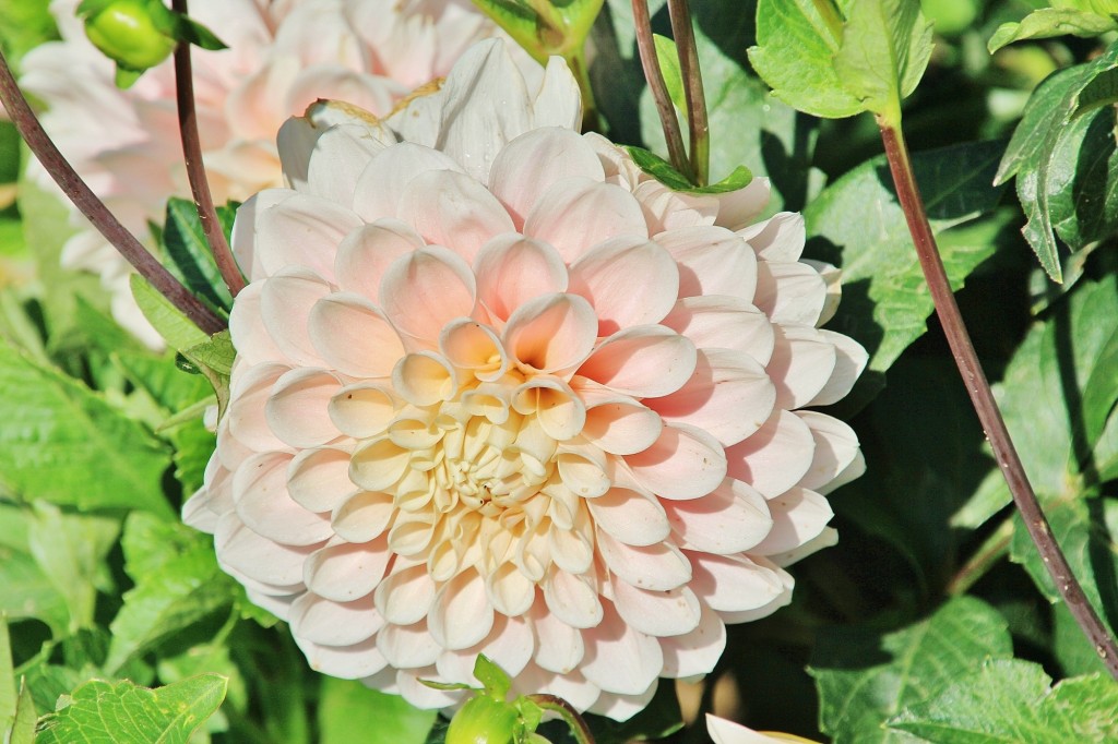Foto: Plantación de Dalias - Capolat (Barcelona), España