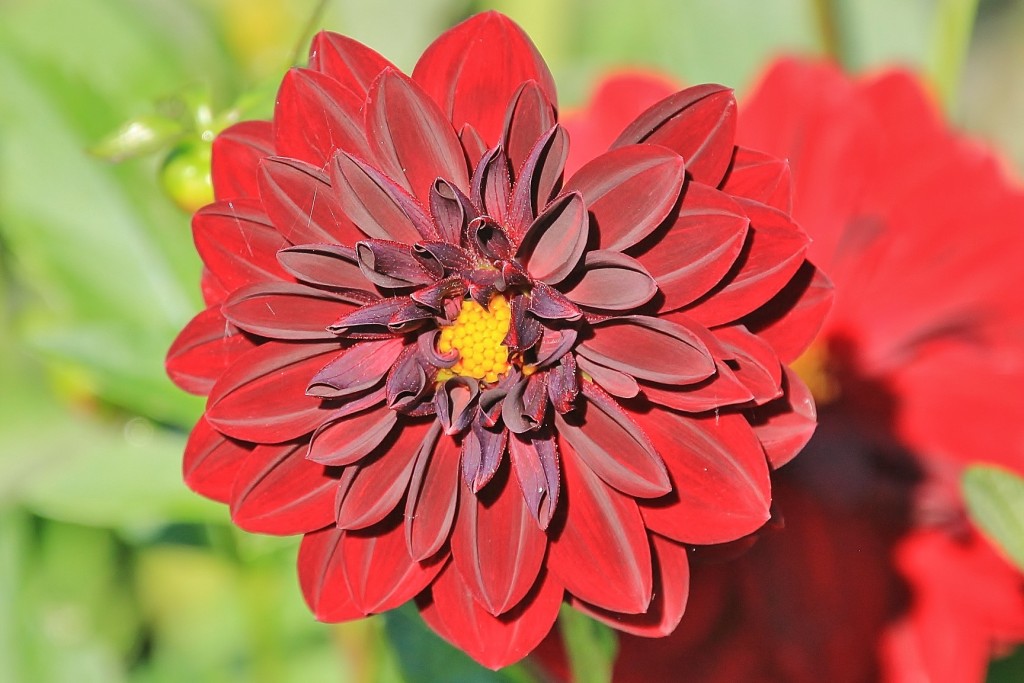 Foto: Plantación de Dalias - Capolat (Barcelona), España